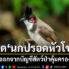ครม.-อนุมัติหลักการถอด-นกปรอดหัวโขน–นกกรงหัวจุก-ออกจากบัญช