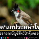 ครม.-อนุมัติหลักการถอด-นกปรอดหัวโขน–นกกรงหัวจุก-ออกจากบัญช