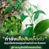 ððð§ð-:-“กำลังเสือสิบเอ็ดตัว”-สมุนไพรทรงคุณค่าแห่งป่าตะวันออก