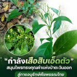 ððð§ð-:-“กำลังเสือสิบเอ็ดตัว”-สมุนไพรทรงคุณค่าแห่งป่าตะวันออก