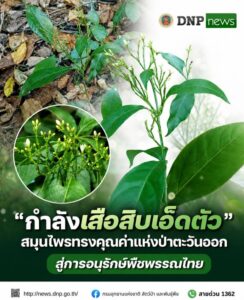 ððð§ð-:-“กำลังเสือสิบเอ็ดตัว”-สมุนไพรทรงคุณค่าแห่งป่าตะวันออก