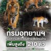 ðððð-:-กรมอุทยานแห่งชาติ-เผยความสำเร็จอนุรักษ์เสือโคร่งไทย-เพิ่มสูง