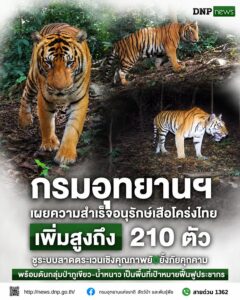 ðððð-:-กรมอุทยานแห่งชาติ-เผยความสำเร็จอนุรักษ์เสือโคร่งไทย-เพิ่มสูง