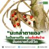 ððð§ð-:-“มะกล่ำตาแดง”-ใบเป็นยาแก้ไอ-แต่เมล็ดพิษร้ายอันตรายถึง