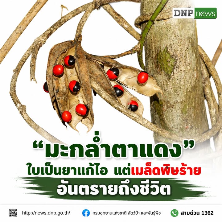 ððð§ð-:-“มะกล่ำตาแดง”-ใบเป็นยาแก้ไอ-แต่เมล็ดพิษร้ายอันตรายถึง