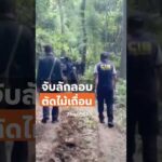 จับลักลอบตัดไม้เถื่อน จ.ลำปาง  ThaiPBS