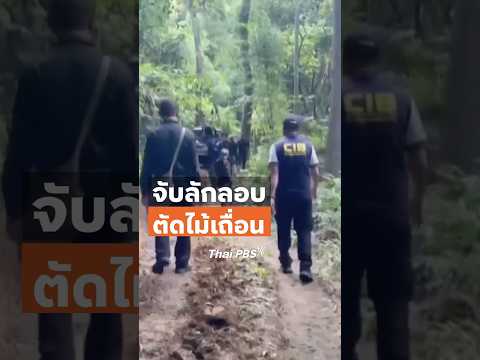 จับลักลอบตัดไม้เถื่อน จ.ลำปาง ThaiPBS