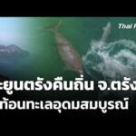 พะยูนตรังคืนถิ่น จ.ตรัง สะท้อนทะเลอุดมสมบูรณ์  31 ก.ค. 69