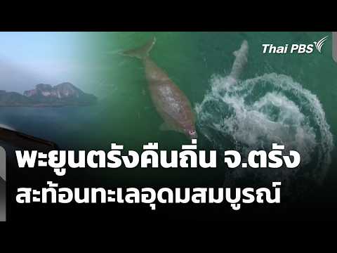 พะยูนตรังคืนถิ่น จ.ตรัง สะท้อนทะเลอุดมสมบูรณ์ 31 ก.ค. 69