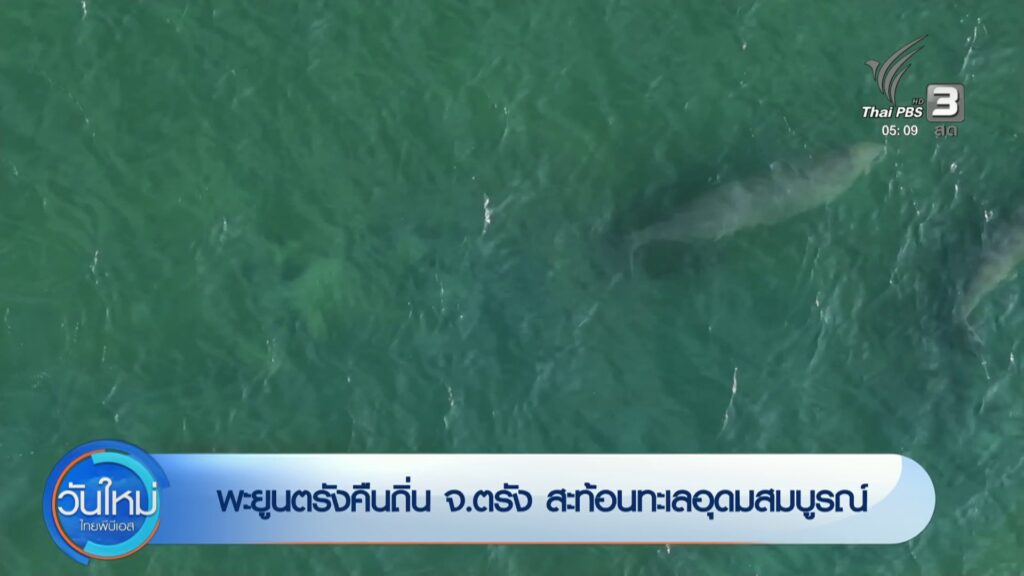 พะยูนตรังคืนถิ่น-จ.ตรัง-สะท้อนทะเลอุดมสมบูรณ์-ข่าวใต้แลได้ท
