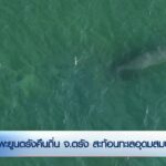 พะยูนตรังคืนถิ่น-จ.ตรัง-สะท้อนทะเลอุดมสมบูรณ์-ข่าวใต้แลได้ท
