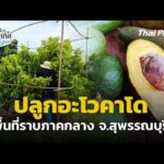 ปลูกอะโวคาโดพื้นที่ราบภาคกลาง จ.สุพรรณบุรี  31 ก.ค. 69