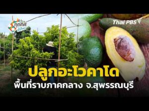 ปลูกอะโวคาโดพื้นที่ราบภาคกลาง จ.สุพรรณบุรี 31 ก.ค. 69