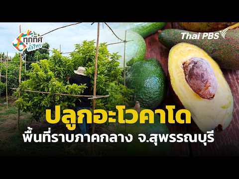 ปลูกอะโวคาโดพื้นที่ราบภาคกลาง จ.สุพรรณบุรี  31 ก.ค. 69