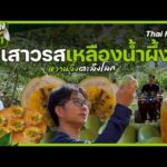เสาวรสเหลืองน้ำผึ้ง หวานจึ้งตะลึงโลก | มหาอำนาจบ้านนา