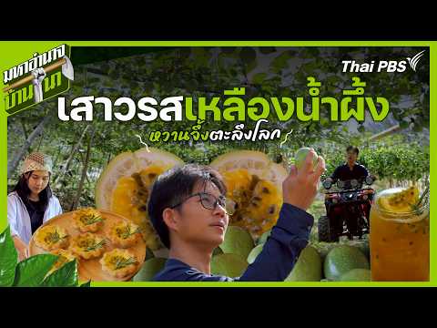 เสาวรสเหลืองน้ำผึ้ง หวานจึ้งตะลึงโลก | มหาอำนาจบ้านนา