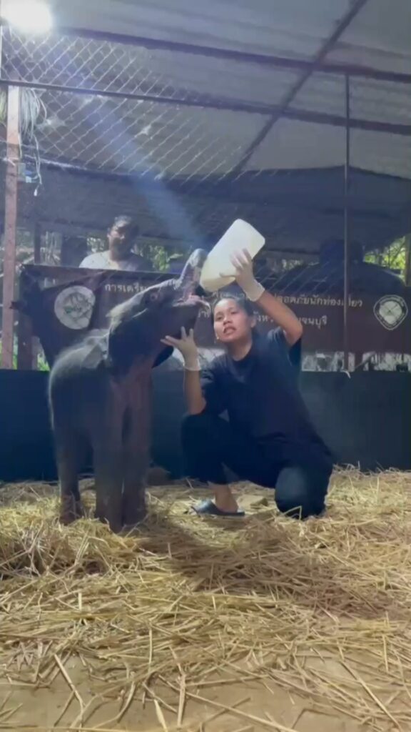 คืบหน้าปฏิบัติการช่วยเหลือลูกช้างป่าพลัดหลง​-อุทยานแห่งชาติไ