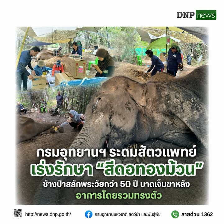 ðððð-:-กรมอุทยานแห่งชาติ-ระดมสัตวแพทย์เร่งรักษา-“สีดอทองม้วน”-ช้างป