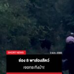ช่อง-8-พาส่องสัตว์-เซอร์ไพรส์เจอกระทิงป่า