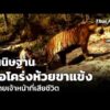 สันนิษฐานเสือโคร่งห้วยขาแข้ง ทำร้ายเจ้าหน้าที่เสียชีวิต | ข่าวค่ำ 5 ส.ค. 69