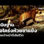 สันนิษฐานเสือโคร่งห้วยขาแข้ง ทำร้ายเจ้าหน้าที่เสียชีวิต | ข่าวค่ำ 5 ส.ค. 69