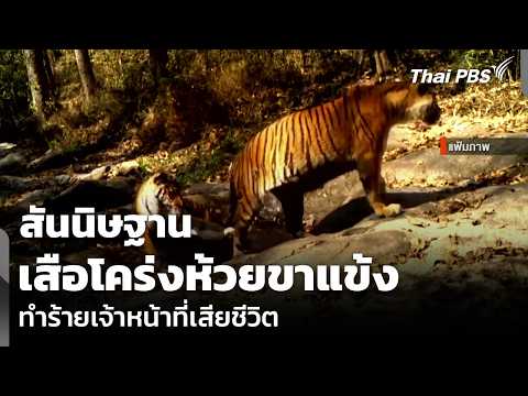 สันนิษฐานเสือโคร่งห้วยขาแข้ง ทำร้ายเจ้าหน้าที่เสียชีวิต | ข่าวค่ำ 5 ส.ค. 69