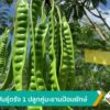สะตอพันธุ์ตรัง-1-ปลูกคู่มะขามป้อมยักษ์-ข่าวใต้แลได้ที่เรา-#