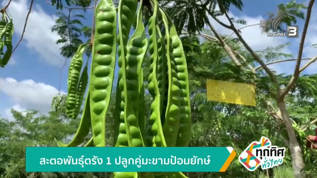 สะตอพันธุ์ตรัง-1-ปลูกคู่มะขามป้อมยักษ์-ข่าวใต้แลได้ที่เรา-#