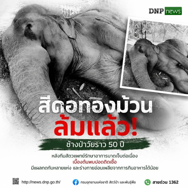 ðððð-:-สีดอทองม้วน-ช้างป่าวัยราว-50-ปี-ล้มแล้ว-หลังทีมสัตว