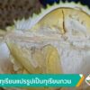 รับซื้อทุเรียนแปรรูปเป็นทุเรียนกวน-ข่าวใต้แลได้ที่เรา-#thai