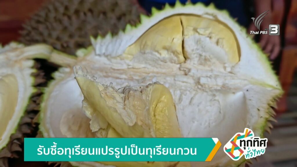 รับซื้อทุเรียนแปรรูปเป็นทุเรียนกวน-ข่าวใต้แลได้ที่เรา-#thai