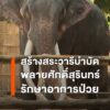 สถาบันคชบาลแห่งชาติ-เตรียมสร้างสระน้ำให้พลายศักดิ์สุรินทร์ออ