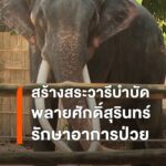 สถาบันคชบาลแห่งชาติ-เตรียมสร้างสระน้ำให้พลายศักดิ์สุรินทร์ออ