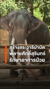 สถาบันคชบาลแห่งชาติ-เตรียมสร้างสระน้ำให้พลายศักดิ์สุรินทร์ออ