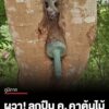 เจ้าหน้าที่เขตรักษาพันธุ์สัตว์ป่าดงใหญ่-เจอลูกปืน-ค