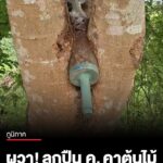 เจ้าหน้าที่เขตรักษาพันธุ์สัตว์ป่าดงใหญ่-เจอลูกปืน-ค