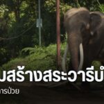 พลายศักดิ์สุรินทร์-ช้างไทยทูตสันถวไมตรีในประเทศศรีลังกาถูกส่