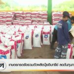 เกษตรกรตรังรวมตัวผลิตปุ๋ยอินทรีย์-ลดต้นทุนการผลิต-ข่าวใต้แล