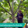 สร้างสวนป่าพร้อมปลูกอะโวคาโดสำเร็จ-ข่าวใต้แลได้ที่เรา-#thai