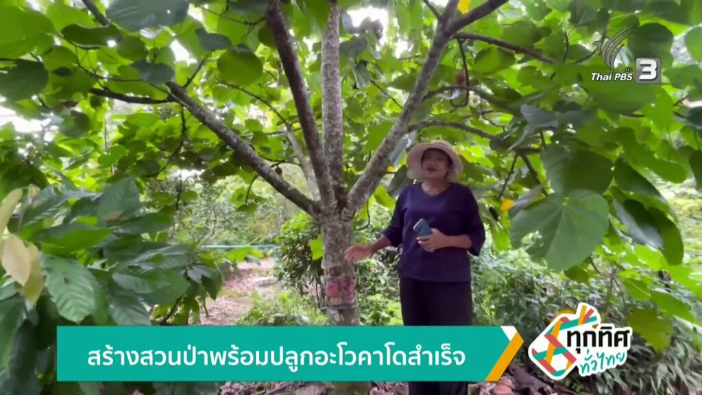 สร้างสวนป่าพร้อมปลูกอะโวคาโดสำเร็จ-ข่าวใต้แลได้ที่เรา-#thai