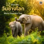 วันช้างโลก-12-สิงหาคม-ของทุกปี-วันช้างโลก-(world-elephant