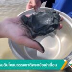 นวัตกรรมดินโคลนธรรมชาติพอกข้อเข่าเสื่อม-ข่าวใต้แลได้ที่เรา