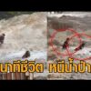 นาทีชีวิต น้ำป่าไหลหลากที่น้ำตกแม่สา นักท่องเที่ยวหนีเสียชีวิต มีคนถูกซัดไปกับน้ำ อัพเดทข่าว
