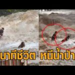 นาทีชีวิต น้ำป่าไหลหลากที่น้ำตกแม่สา นักท่องเที่ยวหนีเสียชีวิต มีคนถูกซัดไปกับน้ำ อัพเดทข่าว