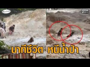 นาทีชีวิต น้ำป่าไหลหลากที่น้ำตกแม่สา นักท่องเที่ยวหนีเสียชีวิต มีคนถูกซัดไปกับน้ำ อัพเดทข่าว