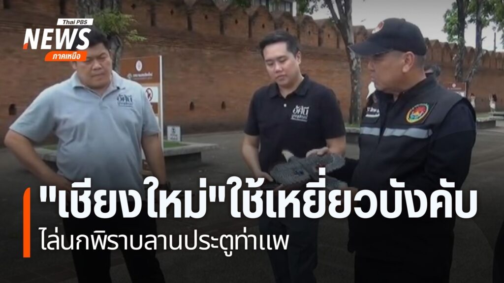 เทศบาลนครเชียงใหม่-นำเหยี่ยววิทยุบังคับระยะสั้น-มาใช้ไล่นกพิ