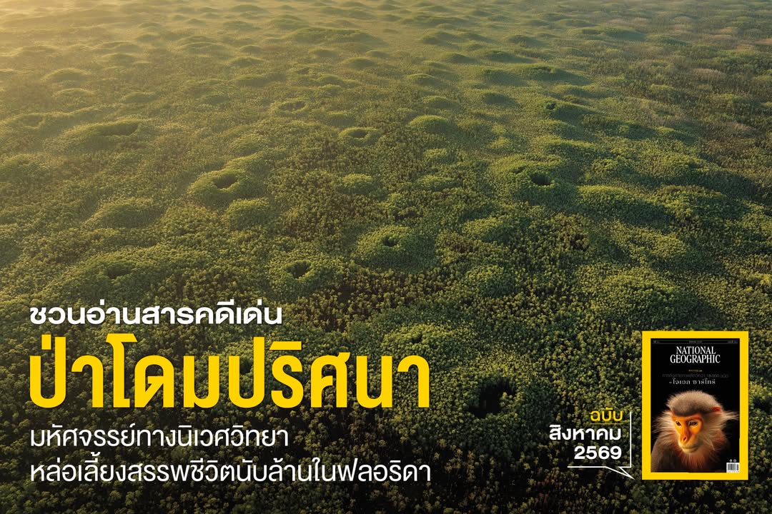โดมไม้ทรงกลมสีเขียวที่เห็นนี้-เมื่อมองจากด้านบนลักษณะคล้ายกล
