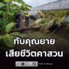 คุณยายวัย-74-ปีเดินเก็บมะระขี้นก-เกิดลมกระโชกแรงก่อนฝนตก-ต้น-|-2026-08-18-20:50:00
