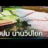 น่านวิปโยค ไขปมปริศนามหามวลน้ำ | ข่าวเย็นช่องวัน | สำนักข่าววันนิวส์