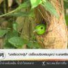 “นกเขียวปากงุ้บ”-บ่งชี้ระบบนิเวศสมบูรณ์-จ.นครศรีธรรมราช-ข่า